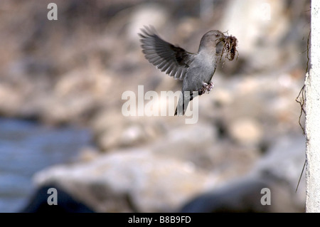 Amerikanische Wasseramseln (Cinclus Mexicanus) Gebäude Nest, Coal Creek, in der Nähe von Fernie, Britisch-Kolumbien Stockfoto