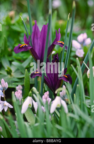 Diese Kombination von drei Garten-Lampen, netzförmigen Iris, Schneeglöckchen und Herrlichkeit des Schnees, blüht im späten Winter zusammen. Stockfoto