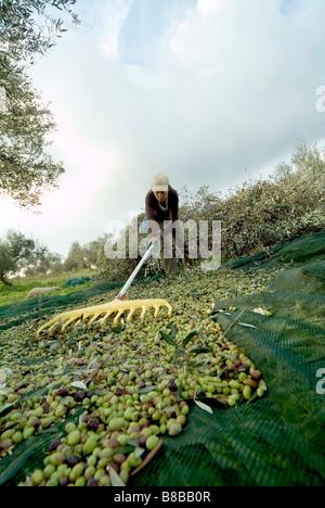 Frau Rechen Oliven, Kalamata, Griechenland Stockfoto