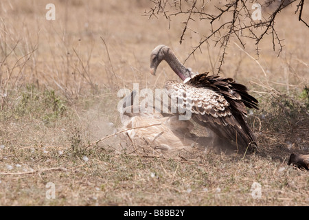 Ruppell der Gänsegeier Kämpfe in Ndutu in der Ngorongoro Conservation Area in Tansania Stockfoto