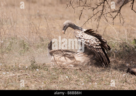 Ruppell der Gänsegeier Kämpfe in Ndutu in der Ngorongoro Conservation Area in Tansania Stockfoto