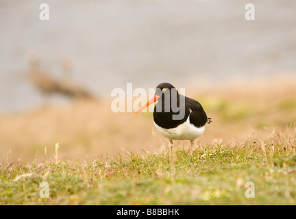 Einem Magellan Austernfischer (Haematopus Leucopodus) auf den Falklandinseln. Stockfoto