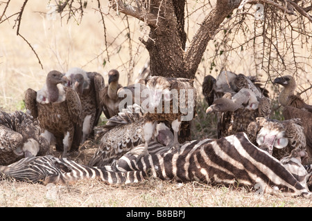 Ruppell der Gänsegeier auf einem Zebra-Kadaver in Ndutu in der Ngorongoro Conservation Area in Tansania Stockfoto