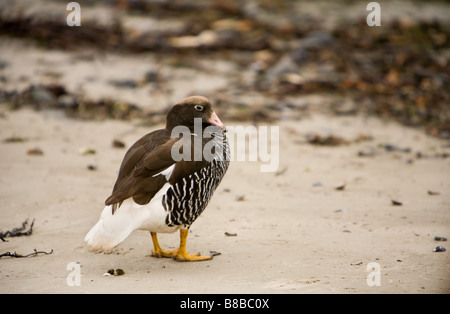 Ein Kelp Gans (Chloephaga Hybrida Malvinarum) Weibchen auf den Falklandinseln. Stockfoto