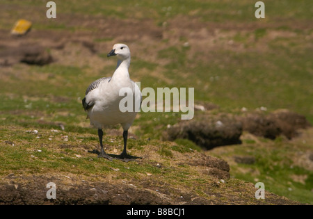 Upland Gans (Chloephaga Picta Leucoptera) auf den Falklandinseln. Stockfoto