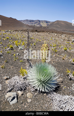 Eine Versammlung von Silversword Pflanzen in Blüte ein sterben und in der Mitte es s Lebenszyklus am Talboden des Hale Stockfoto