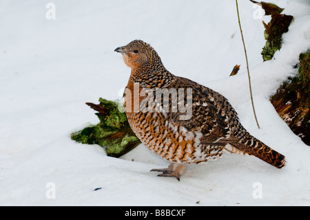 Auerhuhn (at Urogallus) - weibliche Auerhühner Auerhahn Stockfoto