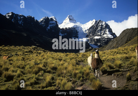 Lamas (Lama glama), Ichu Gras (Jarava ichu) und Mt Condoriri, in der Nähe von Tuni, Cordillera Real, Bolivien Stockfoto