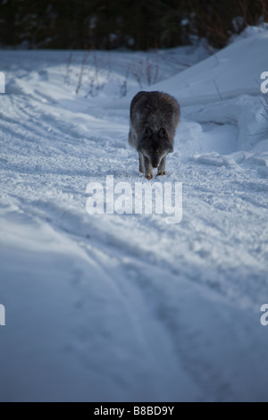 Timberwolf zu Fuß in Richtung Kamera, kanadischen Rocky Mountains, Kanada Stockfoto