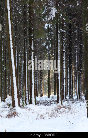 Snow at Heavens Gate, Longleat Estate, Wiltshire, England, Großbritannien Stockfoto
