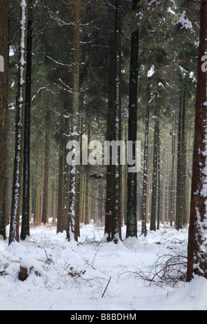 Snow at Heavens Gate, Longleat Estate, Wiltshire, England, Großbritannien Stockfoto