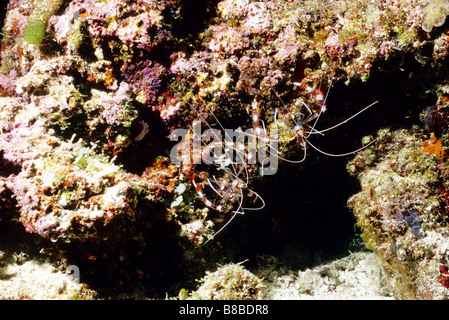 Eine andere Ansicht der Gebänderten Boxer Garnele. Marine Unterwasserwelt der Malediven. Stockfoto