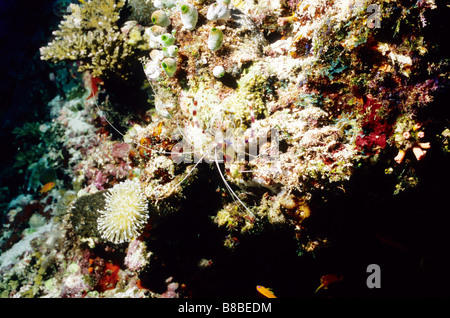 Gebänderte Boxer Garnelen mit Seescheiden. Marine Unterwasserwelt der Malediven. Stenopodidae. Stenopus Hispidus. Stockfoto