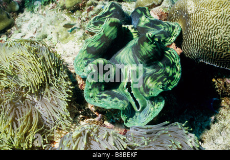 Riesenmuschel, schmiegt sich zwischen Anemonen. Seepocken. Tridacnidae. Tridacna Maxima. Marine Unterwasserwelt der Malediven. Stockfoto