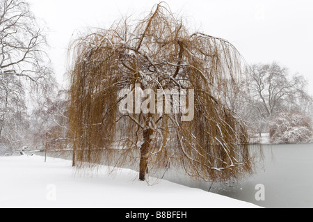 Weeping Willow Tree direkt am See im Schnee bedeckt St James Park London England UK Stockfoto