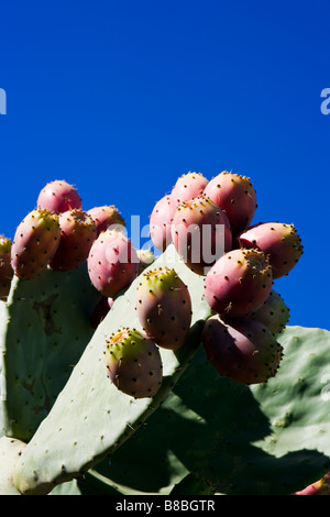 Kaktusfeigen wachsen in Ostuni Apulien Italien Stockfoto