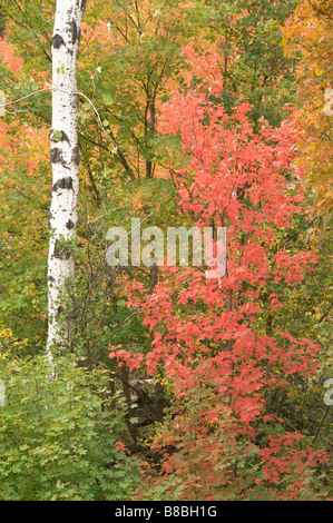 Stand der weißen Rinde Bäume im Herbst mit gelb rot Orange Blätter Cottonwood Aspen Baum Stockfoto