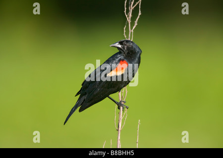 Rotschulterstärling Männchen über Verschachtelung Gebiet thront, warnt seine hellen Zucht Gefieder und Song entfernt andere Männchen. Stockfoto