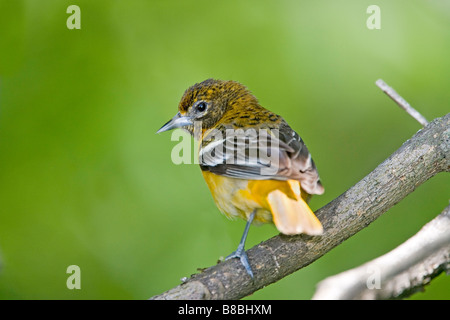 Baltimore Oriole Ikterus Galbula Illinois USA 18 können unreif ersten Jahr männliche Icteridae Stockfoto