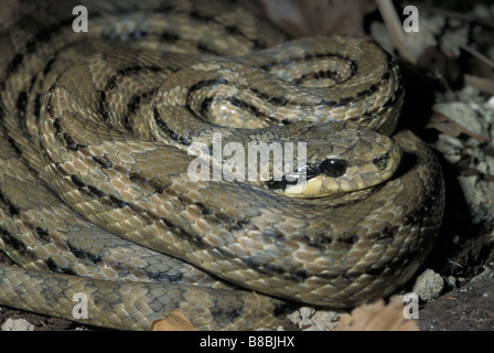 Vier Reihen Schlange, bieten Quatuorlineata, Cervone, Colubridae, Italien Stockfoto