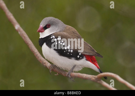 Die Diamond Firetail männlichen "Stagonopleura Guttata" Stockfoto