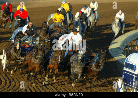 Die Chuckwagon Rennen, Calgary Stampede, Calgary, Alberta Stockfoto