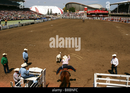 Das Kalb Roping, Calgary Stampede, Calgary, Alberta Stockfoto