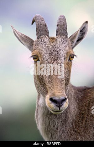 Nilgiri Thar, Hemitragas Hylocres, in Eravikulam Nationalpark, Munnar, Kerala, Indien. Stockfoto