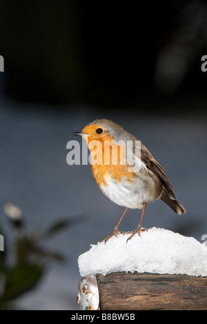 Rotkehlchen Erithacus Rubecula hautnah auf schneebedeckten Spaten griff UK Stockfoto