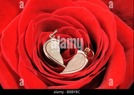 Ring in eine rote rose Schmuck auf einer blühenden Knospe einer Blume Stockfoto