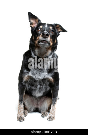 Australian Cattle Portrait Schäfer Mix Hund Stockfoto