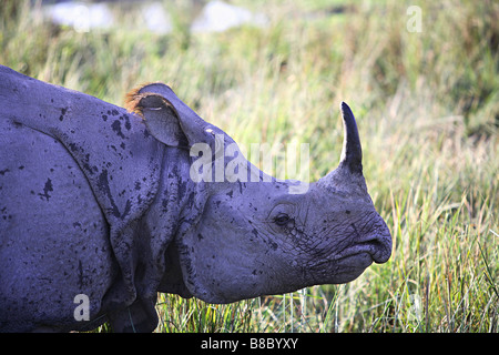 Ein gehörnter Indian Rhino, (Rhinoceros Unicornis) in Kaziranga Nationalpark, Assam, Indien. Stockfoto