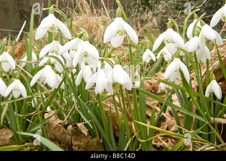 Schneeglöckchen in einem Dorf-Friedhof Stockfoto