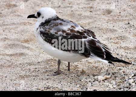 Unreife Schlucken tailed Gull, Larus furcatus, stehend am Strand von Darwin Bay Beach, Genovesa Island, Galapagos, Ecuador Stockfoto