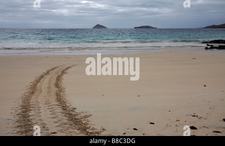 Schildkröte Spuren im September am Strand von Punta Cormoran, Floreana Insel, Galapagos, Ecuador Stockfoto