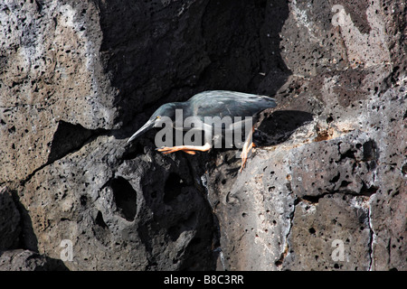 Lava Heron, Butorides sundevalli, stehend auf Felsen stalking Essen in Puerto Egas, Insel Santiago, Galapagos, Ecuador im September Stockfoto