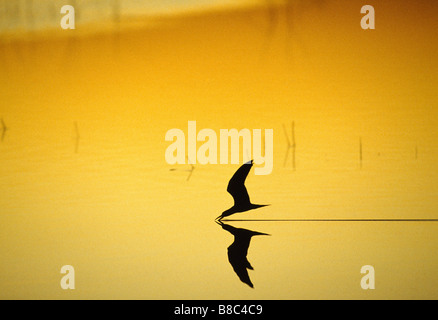 SKIMMER im Flug Stockfoto