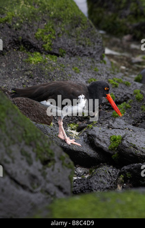 Galapagos amerikanischen Austernfischer Haematopus palliatus galapagensis, auf den Felsen, auf der Suche nach Nahrung an Gardner Bay, Espanola Island, Galapagos Inseln Stockfoto