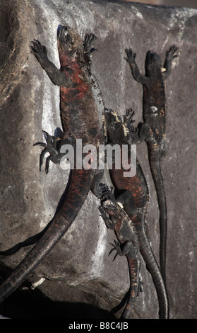 Galapagos Marine iguana, Amblyrhynchus cristatus venustissimus, klammerte sich an Felsen in Punta Suarez, Espanola Island, Galapagos Inseln im September Stockfoto