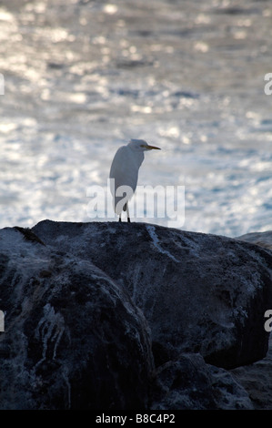 Silberreiher, Casmerodius Albus, stehend auf Felsen im Abendlicht in Punta Suarez, Espanola Island, Galapagos, Ecuador im September Stockfoto