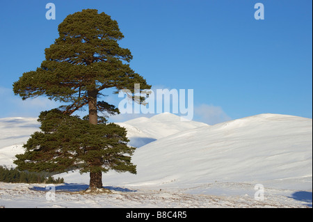 Derry Cairngorm und Föhren Baum von Glen Lui, Cairngorms National Park, Aberdeenshire, Schottland. Stockfoto