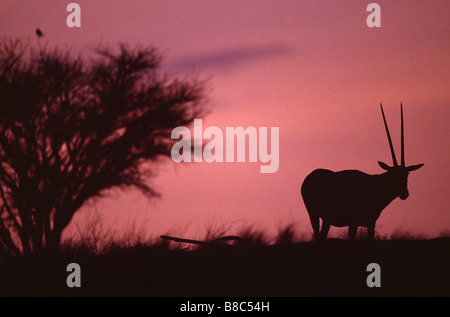 ARABISCHE ORYX-ANTILOPE Stockfoto