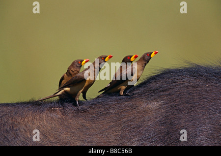 Rot-Billed Oxpeckers Stockfoto