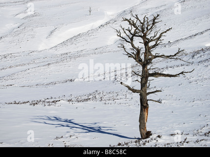 Toter Baum in Föhren, ein Überbleibsel des kaledonischen Waldes in Glen Luibeg, Cairngorm National Park, Aberdeenshire, Schottland. Stockfoto