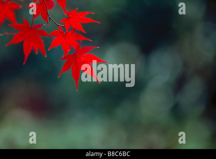 ROT-AHORN-BLÄTTER Stockfoto