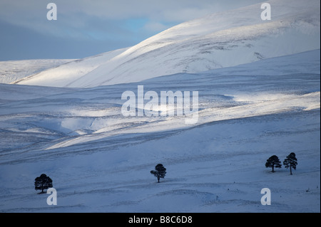 Reste der Caledonian Wald in der Nähe von Braemar, Deeside, Aberdeenshire, Schottland, Großbritannien. Blick Richtung Beinn ein Bhuird. Stockfoto