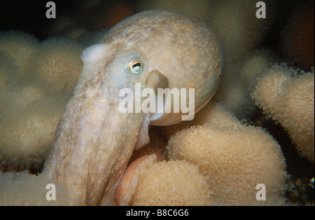 GERINGEREN OCTOPUS Stockfoto