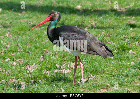 Schwarzstorch (Ciconia Nigra) - Black Stork - Stockfoto