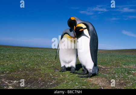 KÖNIGSPINGUINE Stockfoto