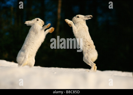 SCHNEEHASEN-box Stockfoto